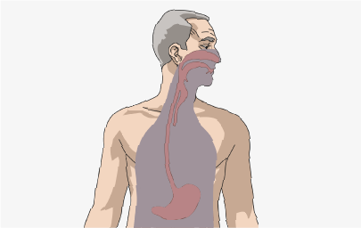 Esophagus and Stomach