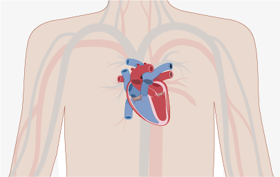 Heart