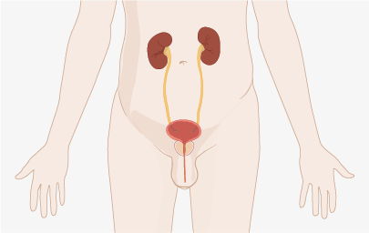 Kidney, Bladder, and Prostate