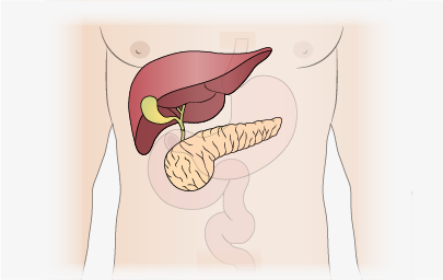 Gallbladder, Liver, and Pancreas