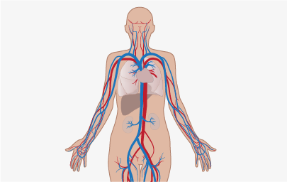 Veins and arteries
